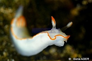 Chromodoris verrieri-Wakatobi Pasar wajo jetty-14m-20180602-Denis-ADER-DSC_3310_tn